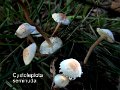 Cystolepiota seminuda-amf1197